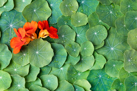 Summer green abstract background of nasturtium leaves and orange flowers. Mockup for your text and sentencesの写真素材