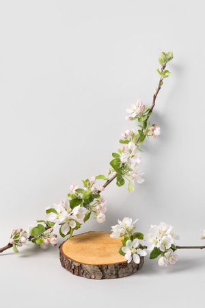 Wood slice podium and and blossoming branches of apple tree on gray background. Concept scene stage...