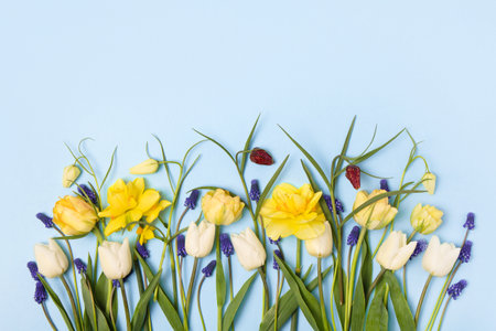 Bright spring blue background of colored spring flowers muscari, grouse, daffodils and tulips with place for text. Mothers Day greeting card, Easter, March 8th, birthdayの写真素材