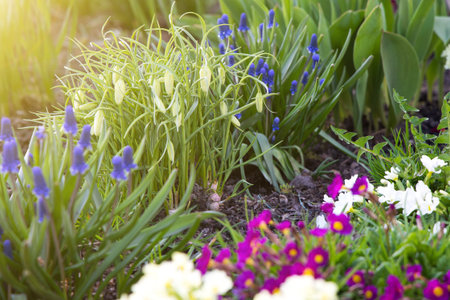 Bright spring flowers of blue muscari and unopened hazel grouse flowers grow in a flowerbed on a sunny spring day. Concept of gardening, floriculture, growing homemade flowersの写真素材