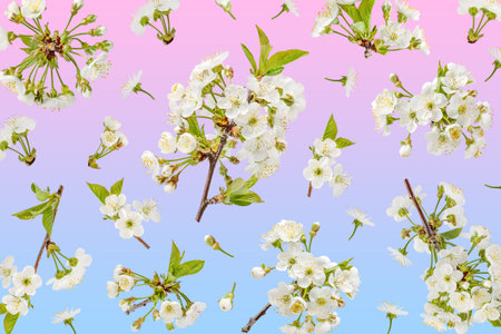Beautiful cherry blossoms with white flowers flying in the air on a pink blue gradient background. Concept of spring, spring blooming flowers.の写真素材
