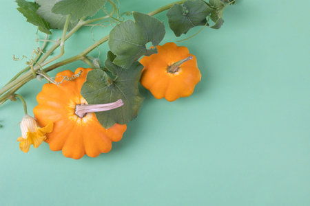 Orange bush pumpkins with green leaves and flowers on green background. Harvest from the garden. The concept of horticulture and horticultureの写真素材