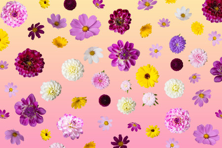 Colorful summer autumn background of flowers asters, dahlias, calendula. Floral Greeting card. Nature trendy decorative design.の写真素材