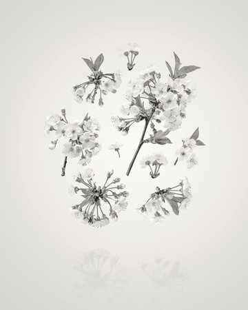 Beautiful cherry blossoms with white flowers flying in the air on background. Concept of spring, spring blooming flowers.の写真素材