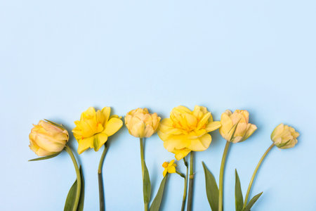 Spring flower of yellow tulips and daffodils on blue background. Flat lay, copy space. Hello spring