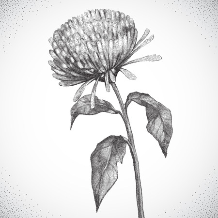 Flower. Black and white Dotwork. Vintage engraved illustration styleのイラスト素材