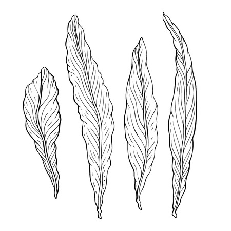 Types of leaf. Outline leaves of different types, isolated on white background. Hand drawn Monochrome realistic illustrationのイラスト素材