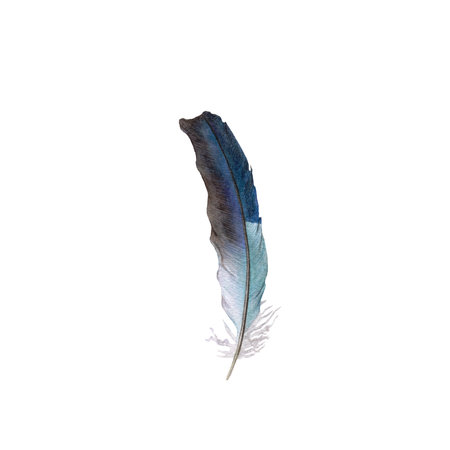 Watercolor bird feather isolated on white background. Hand drawn illustration.の写真素材