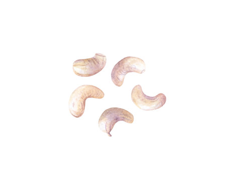 Watercolor cashew nuts isolated on white background. Hand drawn illustrationの写真素材