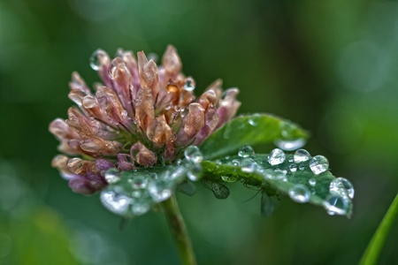 dewy flower with small insectsの写真素材