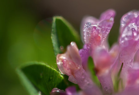 petals wet with dewの写真素材