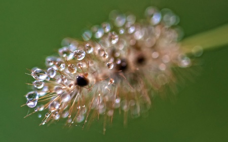 flowers wet with dewの写真素材