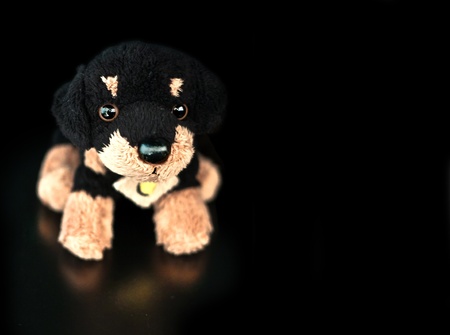 Dog Plushの写真素材