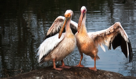 Embrace of pelicansの写真素材