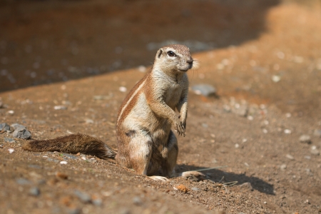 Scoiattolo giapponeseの写真素材