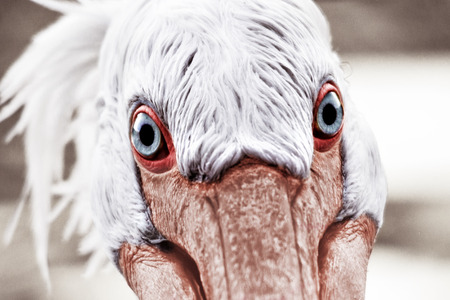 Pelicanの写真素材