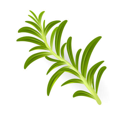 herb and spice. high quality vectorのイラスト素材