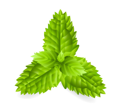 herb and spice. high quality vectorのイラスト素材