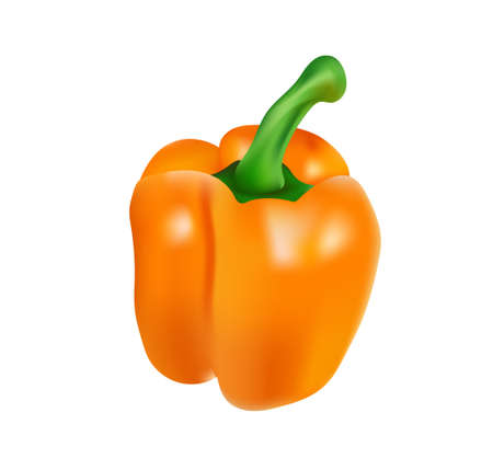 realistic vegetable isolated on a transparent background. high quality vectorのイラスト素材