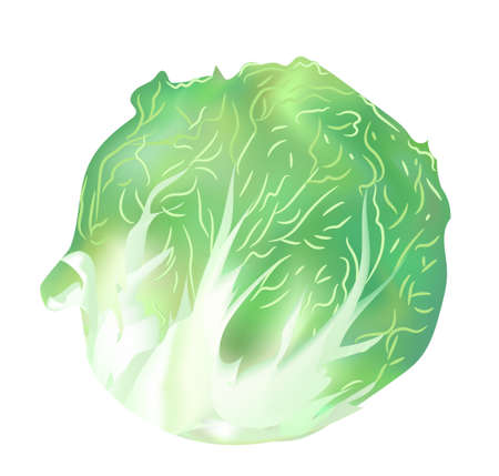 realistic vegetable isolated on a transparent background. high quality vectorのイラスト素材
