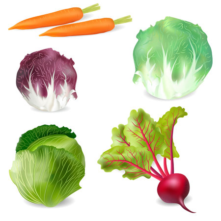 realistic vegetable high quality vectorのイラスト素材