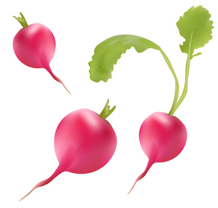 realistic vegetable isolated on a transparent background. high quality vectorのイラスト素材