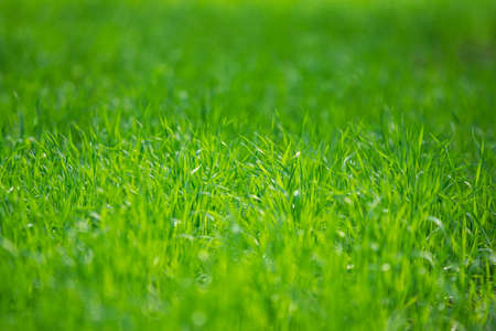 Perfect young green organic fresh grass backgroundの写真素材