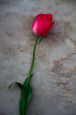 Copy space of four red beautiful tulipsの写真素材