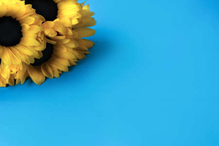 Yellow sunflowers on the bright blue backgroundの写真素材
