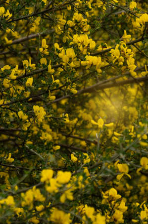 Close up of large yellow bush in forestの写真素材