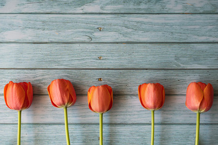 Close up of tulips on the wooden background