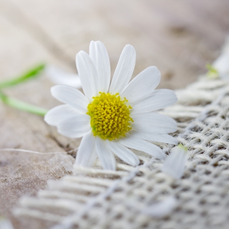 flowerの写真素材