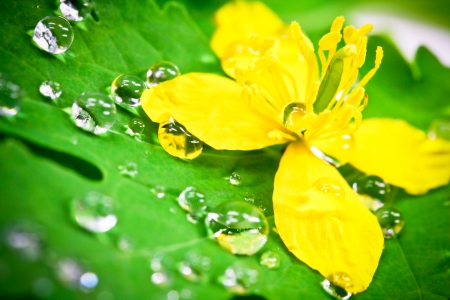 water dropsの写真素材