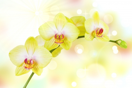 orchidの写真素材