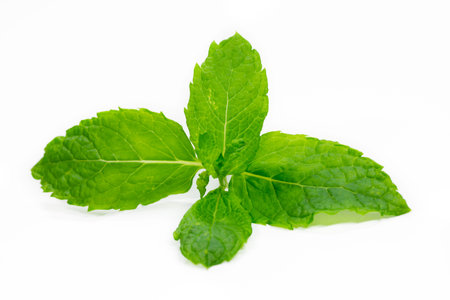 peppermint isolated on white 