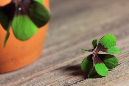 clover