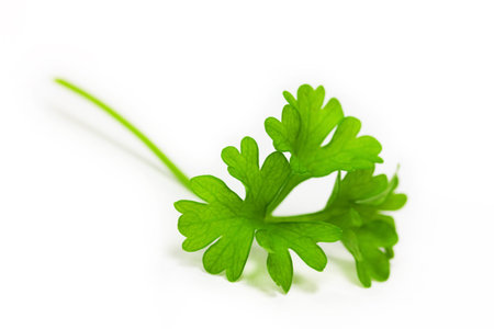 parsley