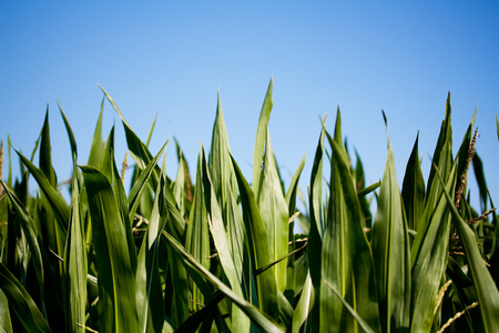 corn fieldの写真素材
