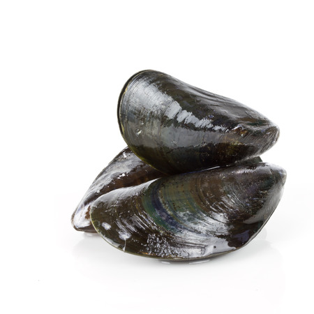 fresh mussels isolatedの写真素材