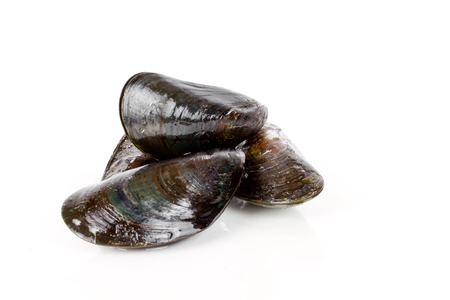fresh mussels isolatedの写真素材