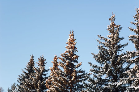 Fir-trees in winter, snow.の写真素材