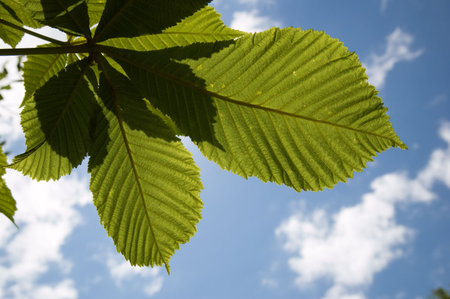 Leaves of chestnut on a background sky.の写真素材
