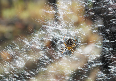 A spider sitting in a spider web. There is an autumn day in-field.