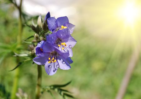 Summer. Field flowers.の写真素材
