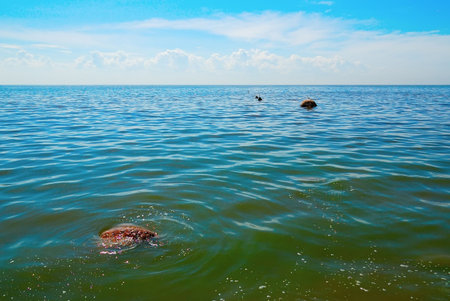 Sun day. Seaの写真素材