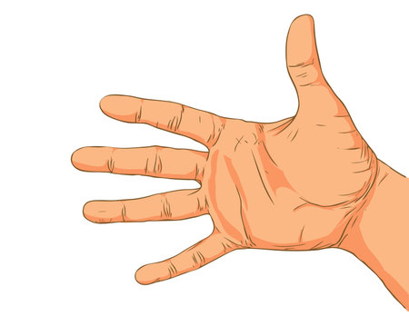 Hand isolated on a white background.のイラスト素材