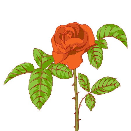 Design floral element. Vector illustration.のイラスト素材