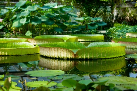 Flowers bright sunny summer day の写真素材