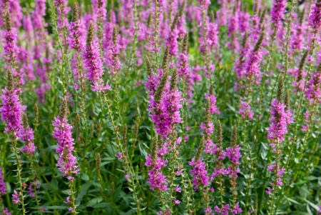 Flowers bright sunny summer day の写真素材