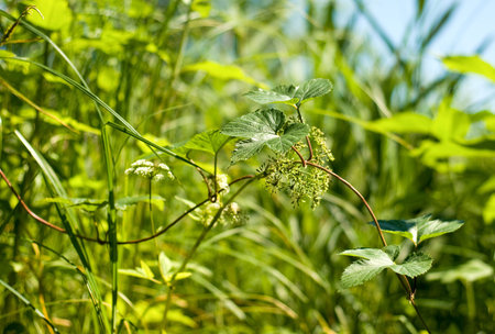 Flowers bright sunny summer day 
